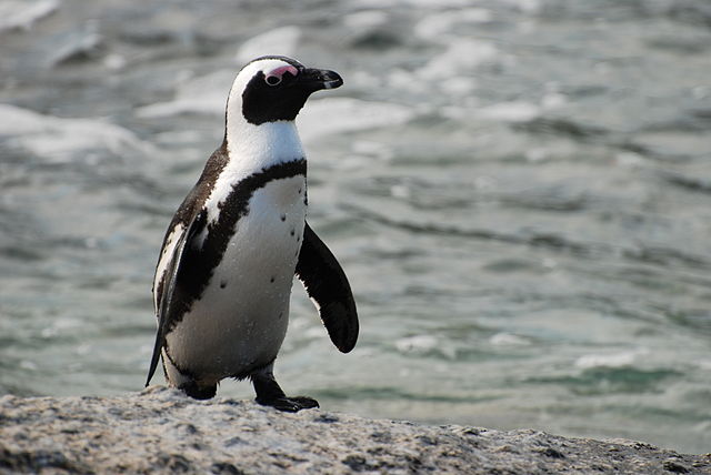 https://upload.wikimedia.org/wikipedia/commons/4/4a/African_penguin_near_Boulders_Beach.jpg